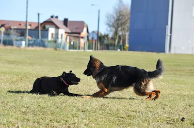 Szkolenia Dla Psów Psiok